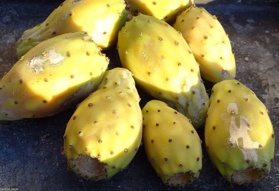 Yellow (Prickly Pear) for planting in garden